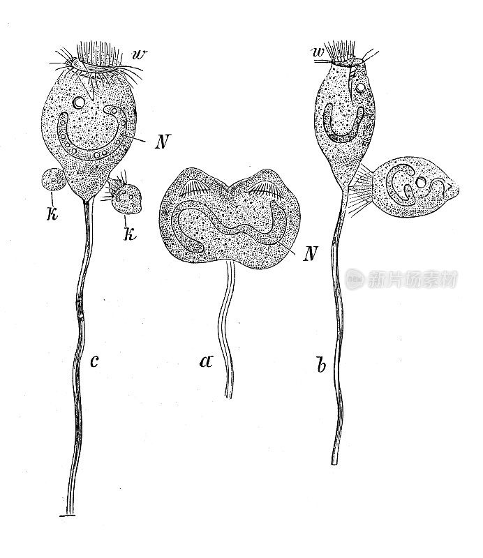 古董生物动物学图像:Vorticella micro气孔